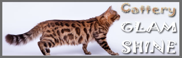 Бенгалы - Питомник GLAM SHINE - бенгальские короткошерстные кошки | Bengal cats